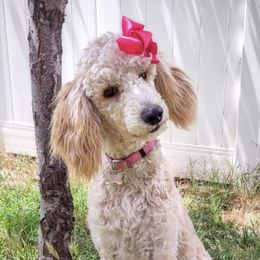 Poodles from Standard Poodle Puppies