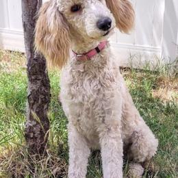 Poodles from Standard Poodle Puppies