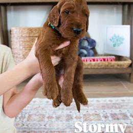 Storm - Red male Irish Doodle puppy in Mesa, Arizona from Desert Doodles