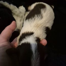 Girl 2 - Chocolate sabled fawn female Chihuahua puppy in Trout, Louisiana from Magnolia Farm's LLC