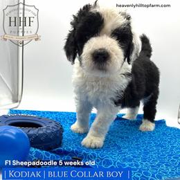 KODIAK - Black and white male Sheepadoodle puppy in Charlo, Montana from Heavenly Hilltop Farm