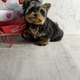 JEAN (VERY SMALL) - Black and gold female Yorkshire Terrier puppy in Maple Heights, Ohio from Yorkiesllc