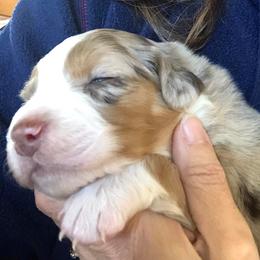 Australian Shepherd Puppies from Black Canyon Corral Aussies