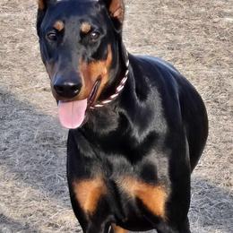 Doberman Pinscher puppies from Providence Kennels