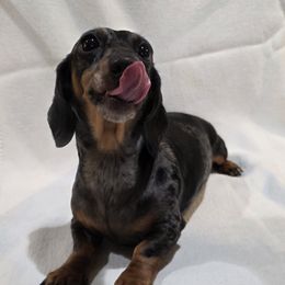 UKC Champion Stella - Dachshund