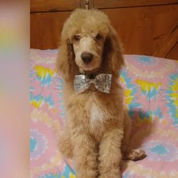 Boy 1 Green Collar - Apricot Poodle puppy in Coeburn, Virginia from Warburton's Heavenly Kennels