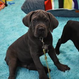 American Corgi, Cane Corso, Pembroke Welsh Corgi, and Rhodesian Ridgeback Puppies from Diamondcrest Inc