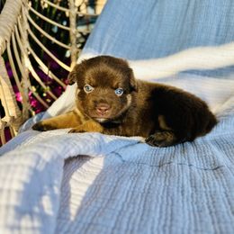 Clove - Red tri female Miniature Australian Shepherd puppy in Marysville, Indiana from New Market Aussies
