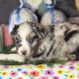 Marlin - Blue merle male Miniature Australian Shepherd puppy in California from Eagle River Aussies