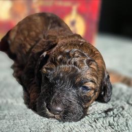 Simba - Sable and white male Cockapoo puppy in Indiahoma, Oklahoma from Phamily Doodles