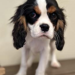 Cavalier King Charles Spaniel puppies from Woodland Cavaliers