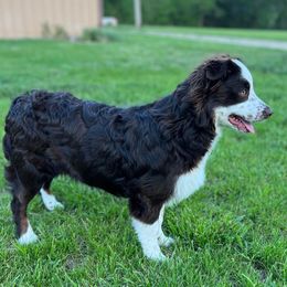 Lexi - Miniature Australian Shepherd