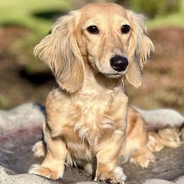 Dachshund puppies from Northwest Dachshunds