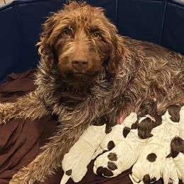 Cricket - Wirehaired Pointing Griffon