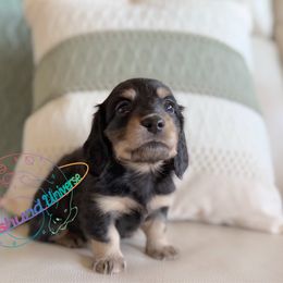 Josie - Black and cream female Dachshund puppy in Peyton, Colorado from Dachshund Universe