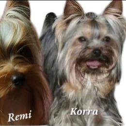 Yorkshire Terrier puppies from CLC SOUTHERN YORKIES