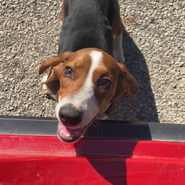 Pebbles - Basset Hound