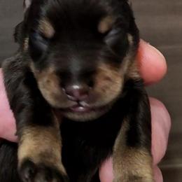 Girl 2 - Liver female Miniature Schnauzer puppy in Fredericksburg, Virginia from Jentz Family Schnauzers