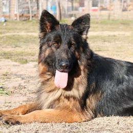 Belgian Malinois and German Shepherds from Morales Kennels