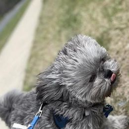 "David " Shih Tzu All Grown Up from Wild Wind Shih Tzu