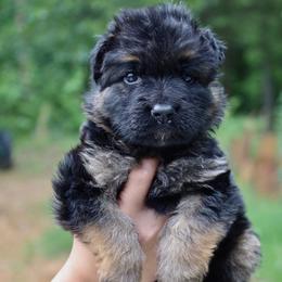 Journey - Black and red female German Shepherd puppy in Canton, Texas from WILDWOOD GERMAN SHEPHERDS