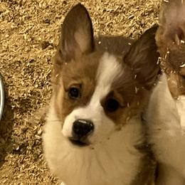 Girl 1 - Sable female Pembroke Welsh Corgi puppy in Saylorsburg, Pennsylvania from Dunnideer Farm