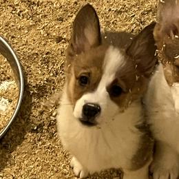 Girl 1 - Sable female Pembroke Welsh Corgi puppy in Saylorsburg, Pennsylvania from Dunnideer Farm