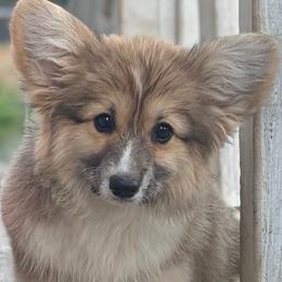 Muffy - Red female Pembroke Welsh Corgi puppy in Belle Fourche, South Dakota from BellamyHills Corgis