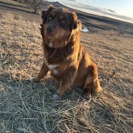 Scarlet - Australian Shepherd