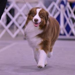 Australian Shepherds, Miniature American Shepherds, and Miniature Australian Shepherds from Crickhollow Aussies