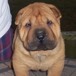 Chinese Shar-Pei from Windswept Kennel