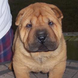 Chinese Shar-Pei from Windswept Kennel