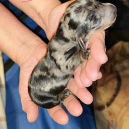 Girl 3 - Dapple female Dachshund puppy in Oshkosh, Wisconsin from Tammy’s  Mini Dachshunds