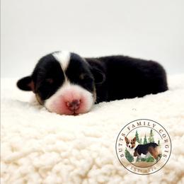 Orca - Black and white female American Corgi puppy in Cameron, North Carolina from Butts Family Corgis