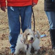 Grand Basset Griffon Vendeens and Lancashire Heelers from Mashury & Black Majesty Kennel