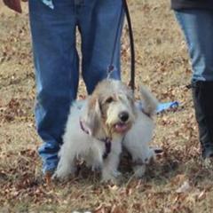 Grand Basset Griffon Vendeens and Lancashire Heelers from Mashury & Black Majesty Kennel
