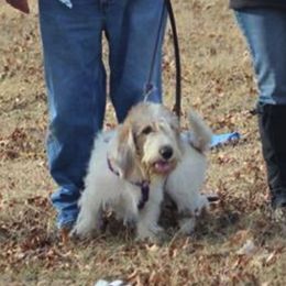 Grand Basset Griffon Vendeens and Lancashire Heelers from Mashury & Black Majesty Kennel