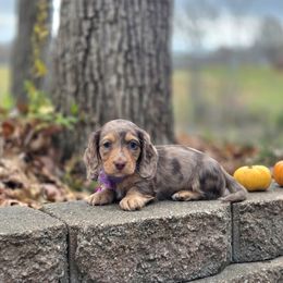 AKC Meet Kylie :) - Dapple female Dachshund puppy in Centerville, Iowa from Barnyard Dachshunds, Dals & Doodles