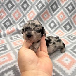 BOY 4 - Dapple male Dachshund puppy in Hoover, Alabama from Tide Town Doxies