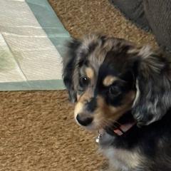 Dachshunds from Kristy's Dachshunds