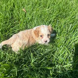Angel - Buff and white female Cockapoo puppy in Elgin, Texas from Good Grief Doodles
