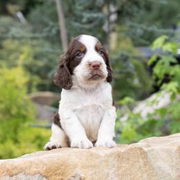 Bishop - Liver white and tan male English Springer Spaniel puppy in Manchester, Kentucky from Appalachian Kennels