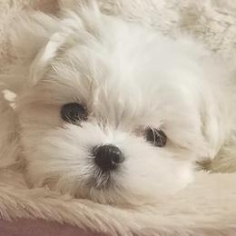 French Bulldogs, Maltese, and Poodles from SilverLining highlands and hounds