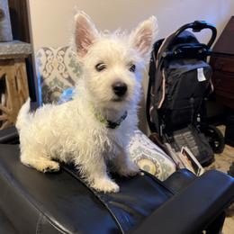 West Highland White Terrier All Grown Up from Mel’s Westies