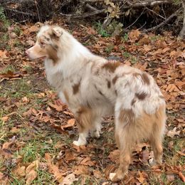 River - Australian Shepherd