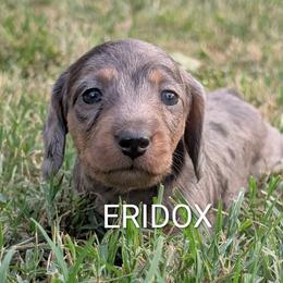 Zion - Black and tan female Dachshund puppy in Missouri from Eridox Dachshunds