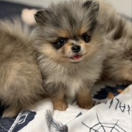Cambri - Blue merle female Pomeranian puppy in Newport Beach, California from Exotic City Pomeranians and chihuahuas