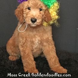 "English Goldendoodle Puppy from Moss Creek Goldendoodles" Goldendoodle and Schnoodle Puppies from Moss Creek Goldendoodles