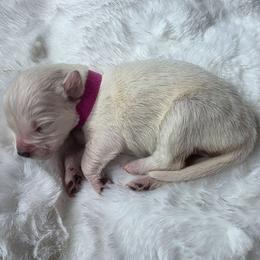Baby girl Dark Pink - Light golden female Golden Retriever puppy in Clarksville, Tennessee from 255 Goldens