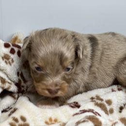 Aussiedoodle, Bordoodle, and Goldendoodle Puppies from Korbella Farm